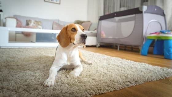 Your pets may love your home, but your home may not love your pets. Here's how to protect your home's value while having pets.